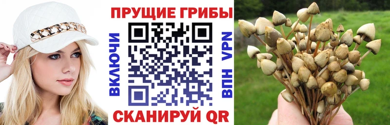 Купить где  Суровикино  Галлюциногенные грибы мицелий 
